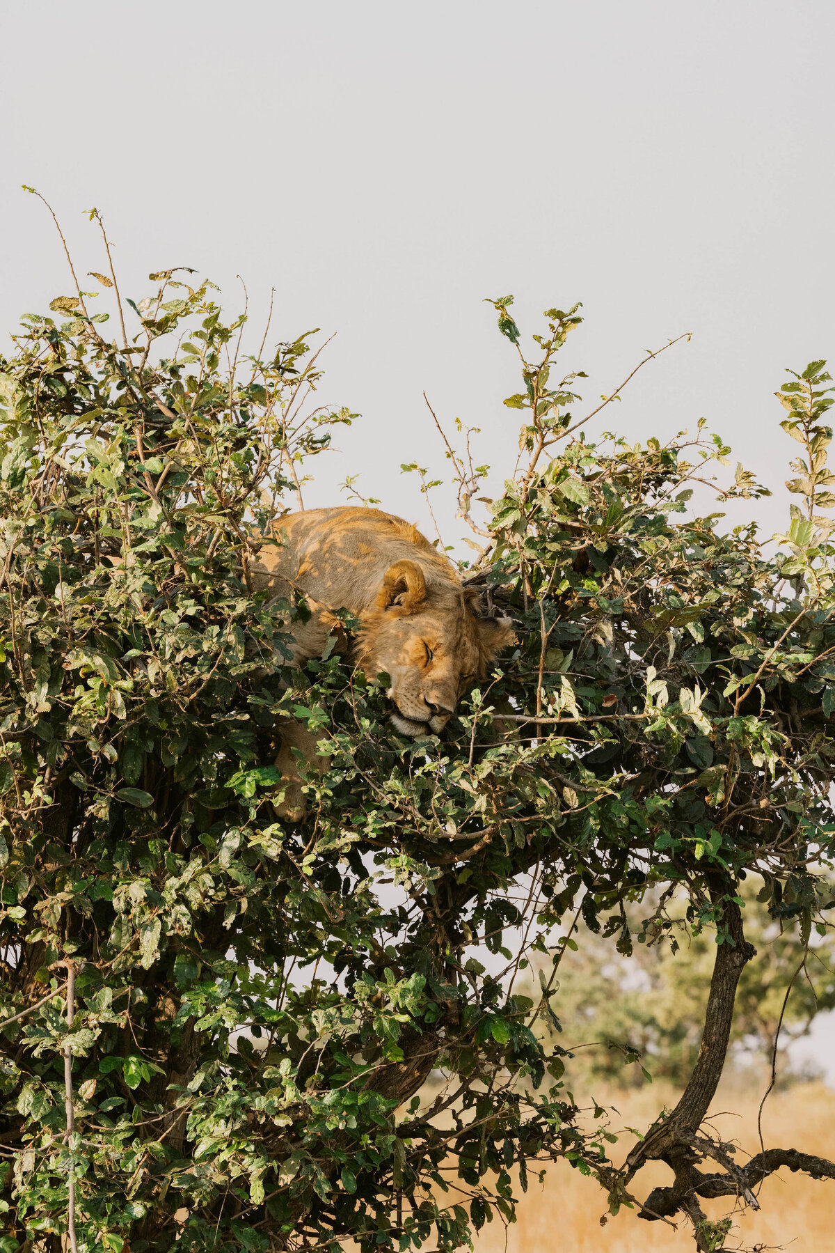 lion-in-tree-serengeti-tanzania_3884