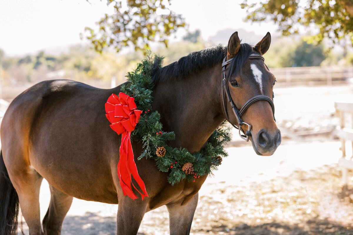 ojai-equestrian-photographer-2482