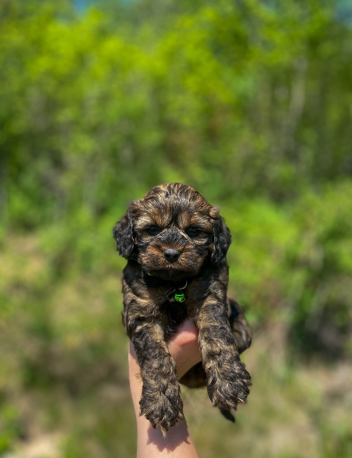 Heavenly Puppies to Love Cavapoo, Cockapoo, and Maltipoo Puppies Photo May 16 2023, 3 05 19 PM26