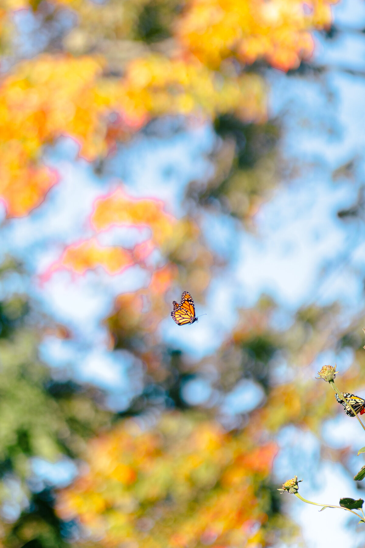 Jordyn_Dryden_Photography_Detroit_Chicago_Traverse_City_Photographer-296