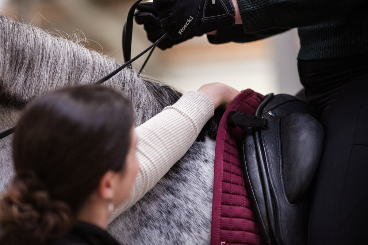 Zwaan zadelservice, zadelproblemen, duurzame ruitersport, paardenwelzijn, paard, blessures, ruiter, zadel, zadelpasconsult, palpatie, controle, nieuw zadel, zadelmerken, frank baisses saddlery, ikonic saddlery, arena saddles, wintec saddles, treeclix, LeMieux, acavallo, connect, revalidatie, veiligheidscheck zadel, bijvullen, singelstoten vervangen