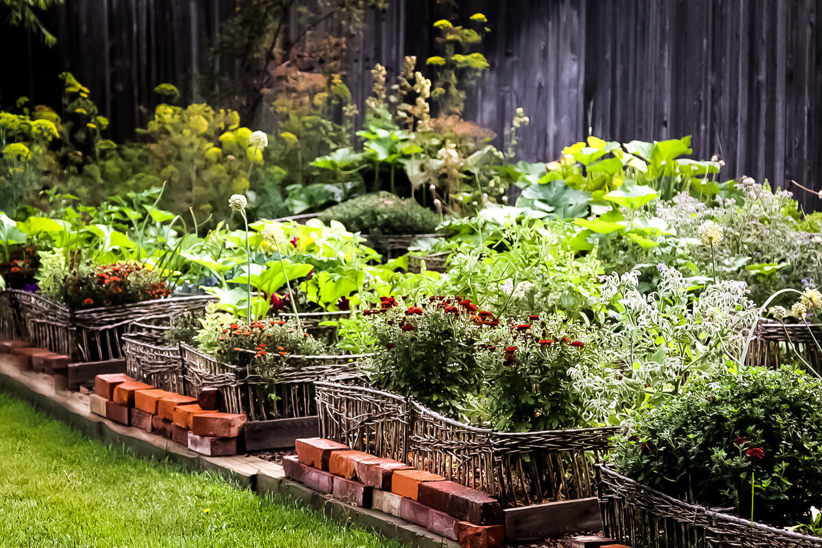 7 - Autumn Garden with Wattles and Mums - LES