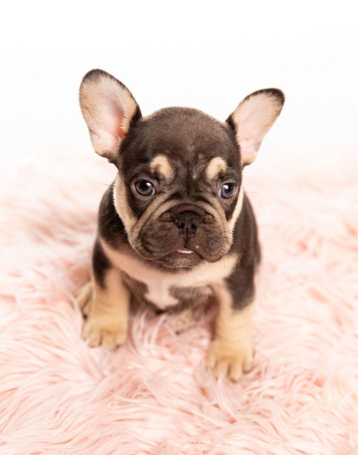 lilla-bordas-portraits-tampa-DOG-photographer1406_1