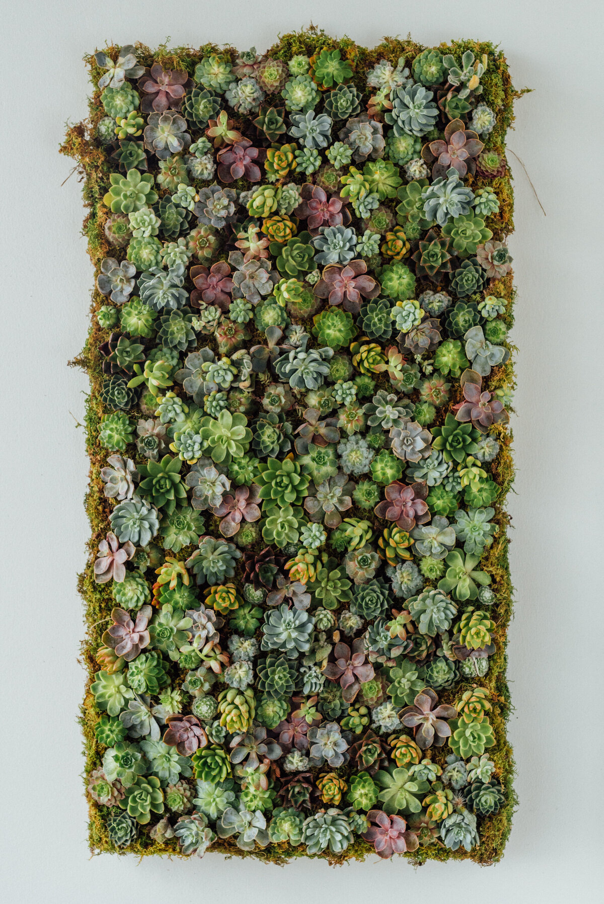 Succulent Wall-20