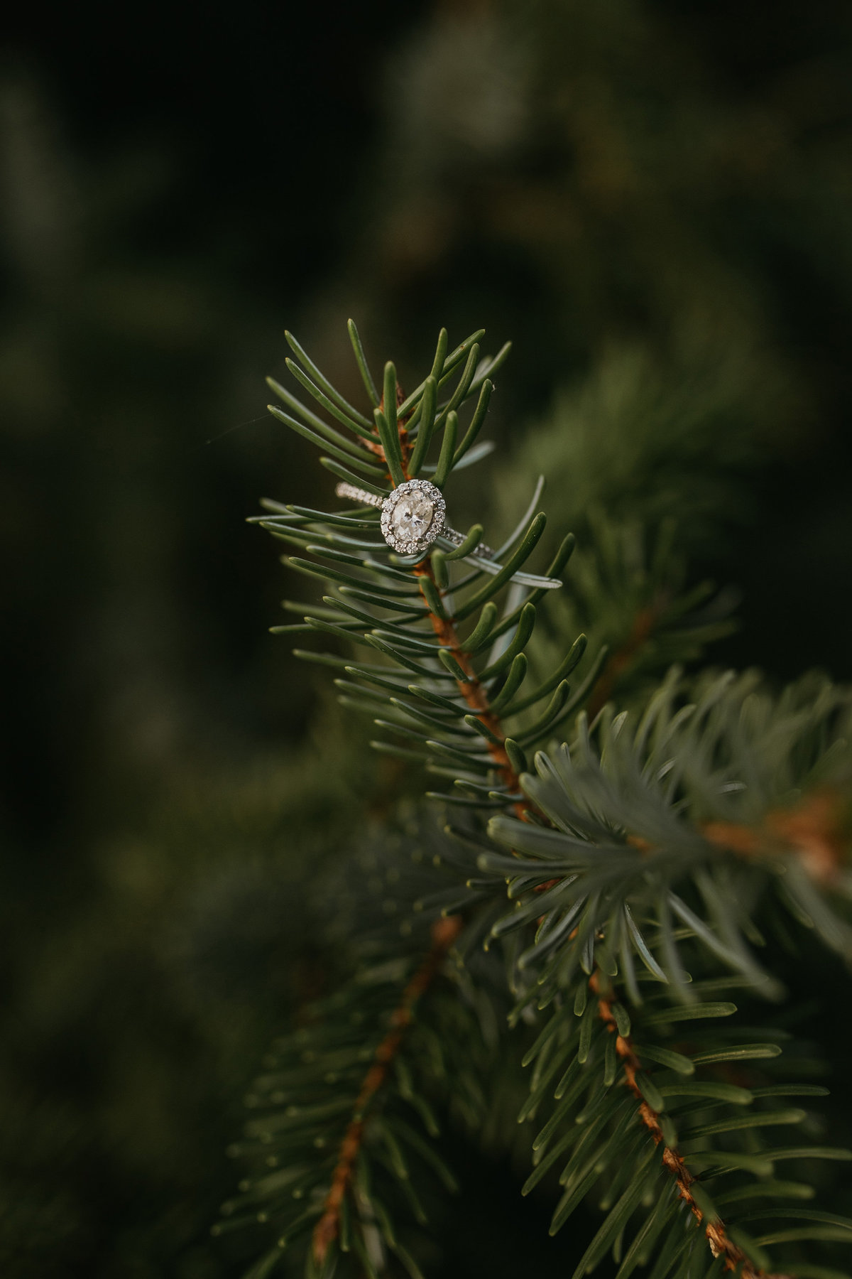Swinney-Park-Fort-Wayne-Indiana-Engagement-Details-SparrowSong-Collective02