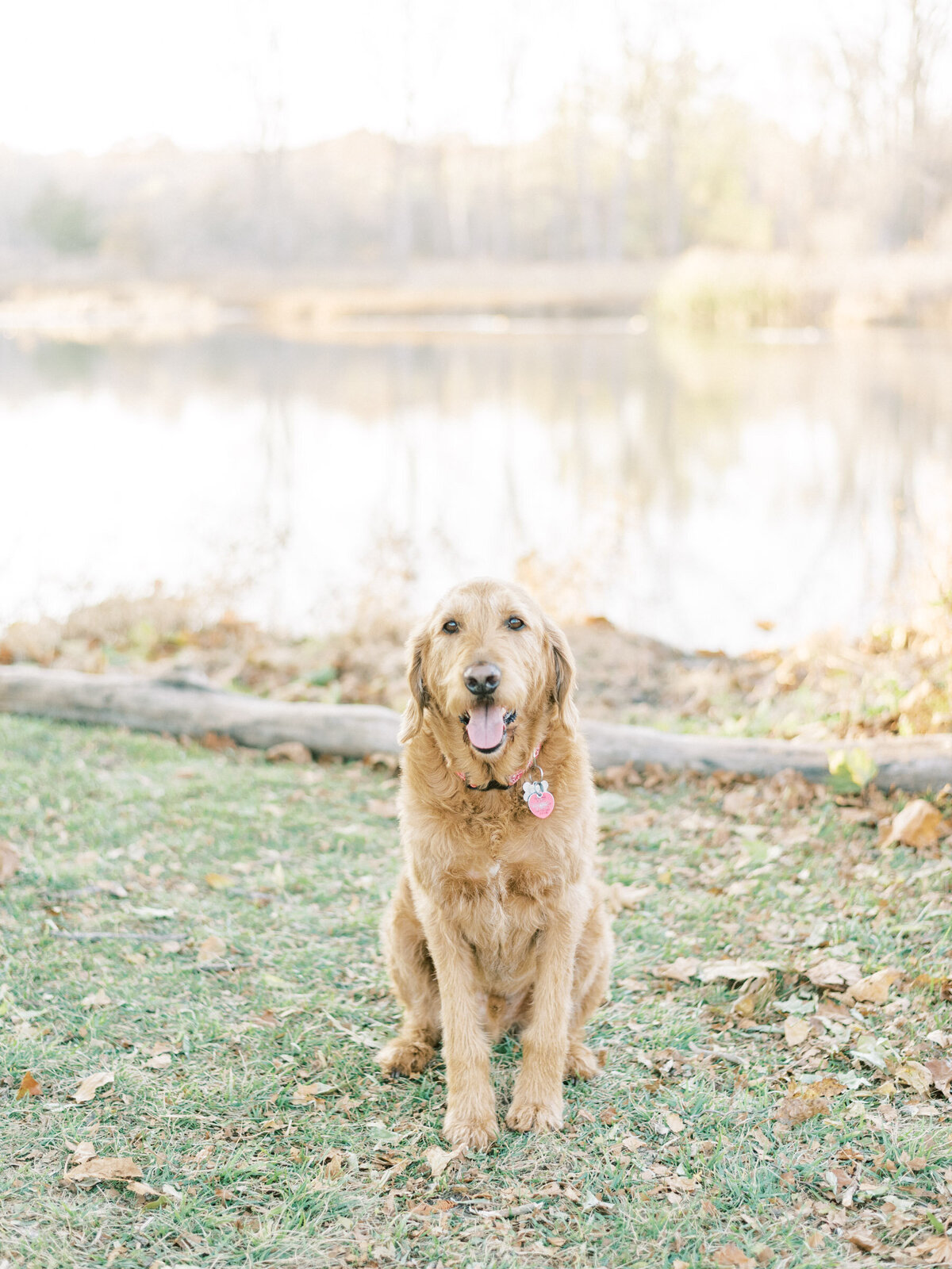 Ann Arbor Family Mini Sessions | Amarachi Ikeji Photography 7