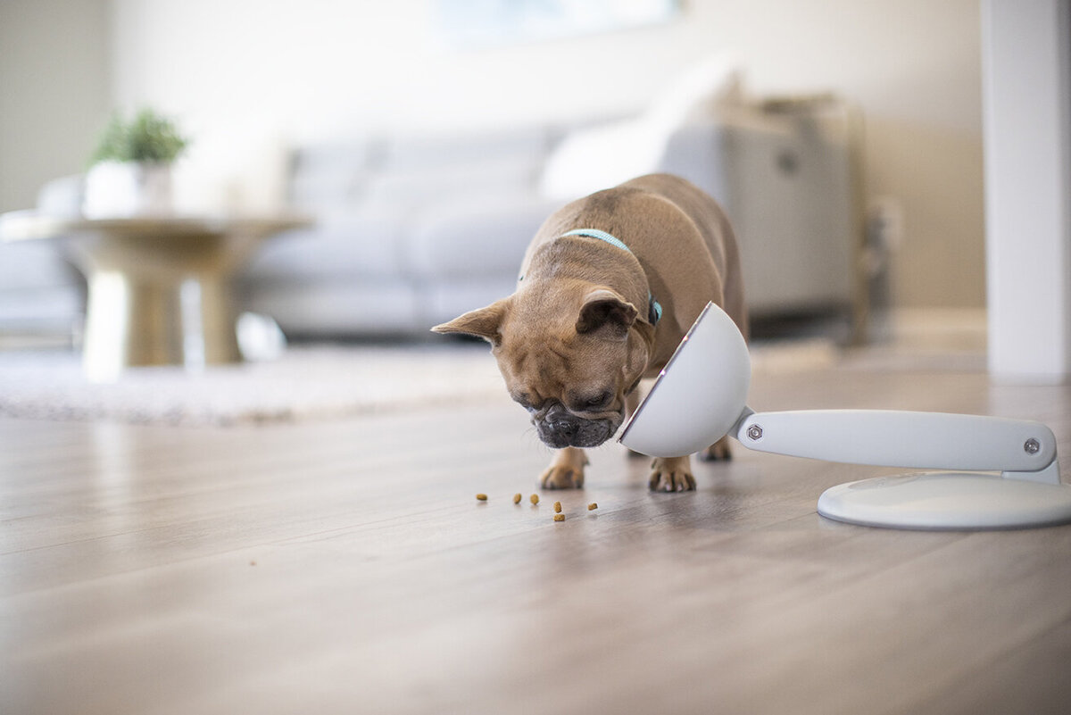 pet product photographer 3