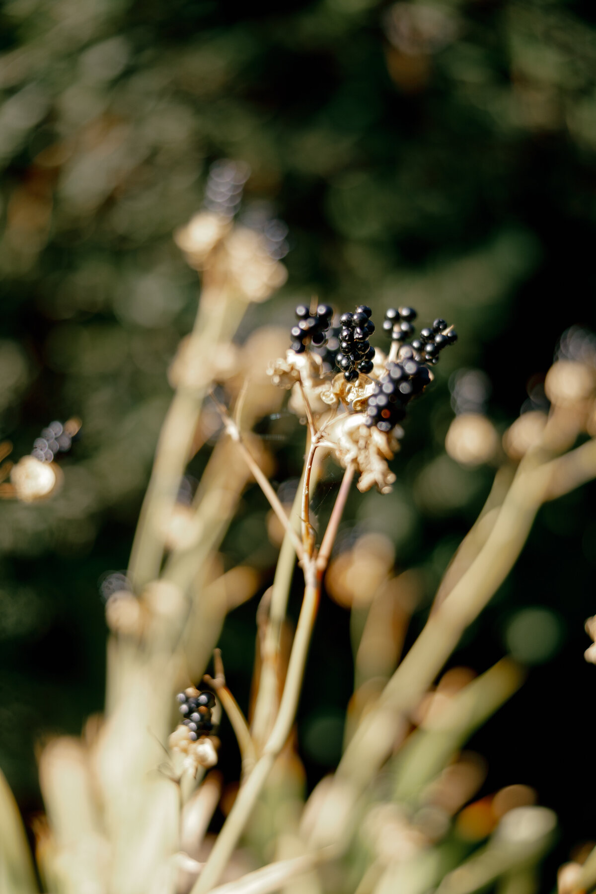 Destination-Wedding-Photographer-Brigid-and-Sam-Married-Jenna-Martin0730