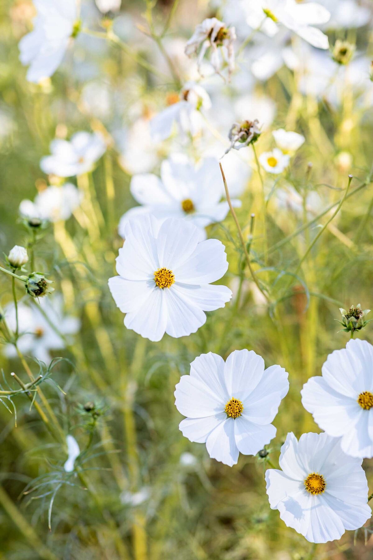 Denver-Botanic-Garden-Wedding-16