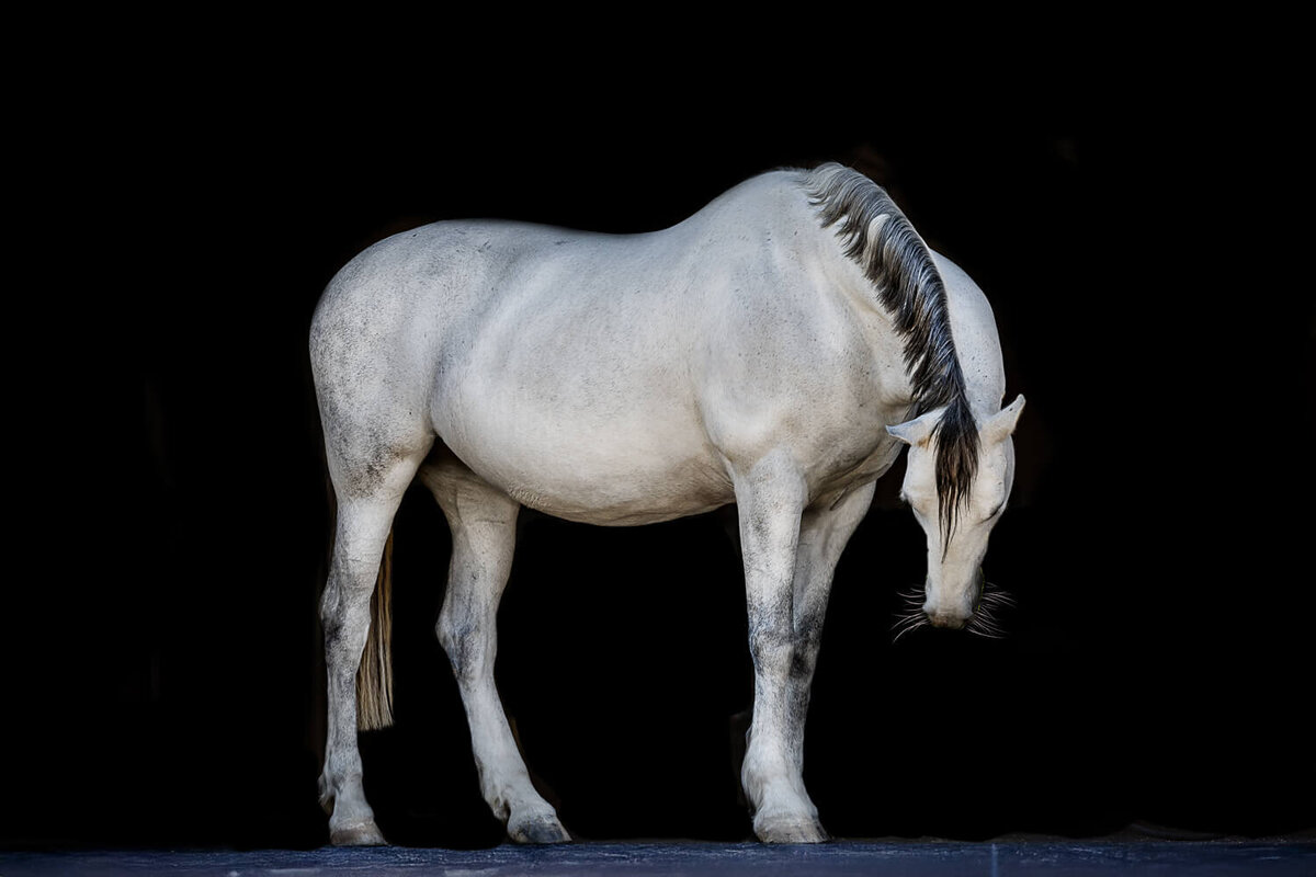 El-Paso-Texas-Black-Background-Horse-Photographer-006