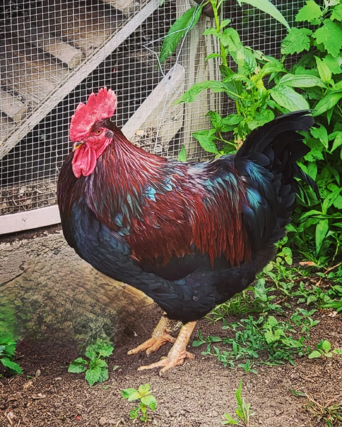 Chicken