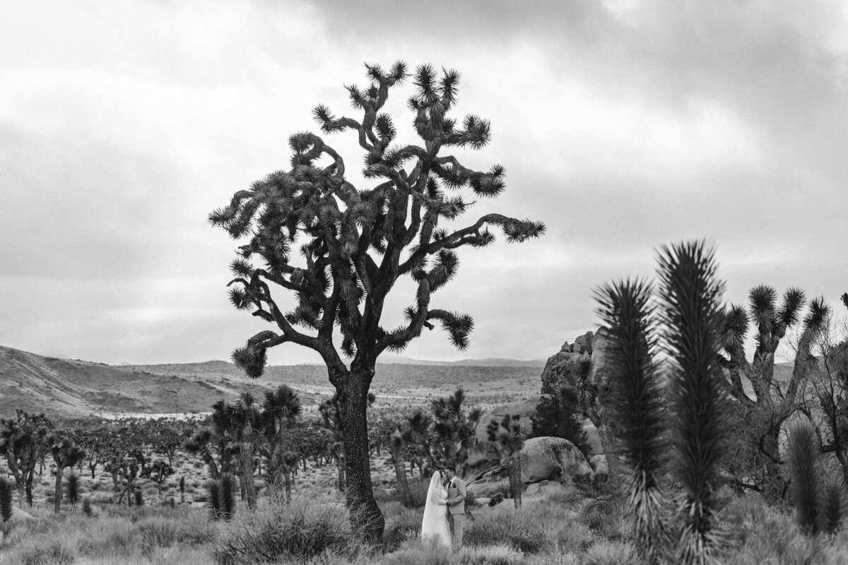 Wedding in Joshua Tree National Park