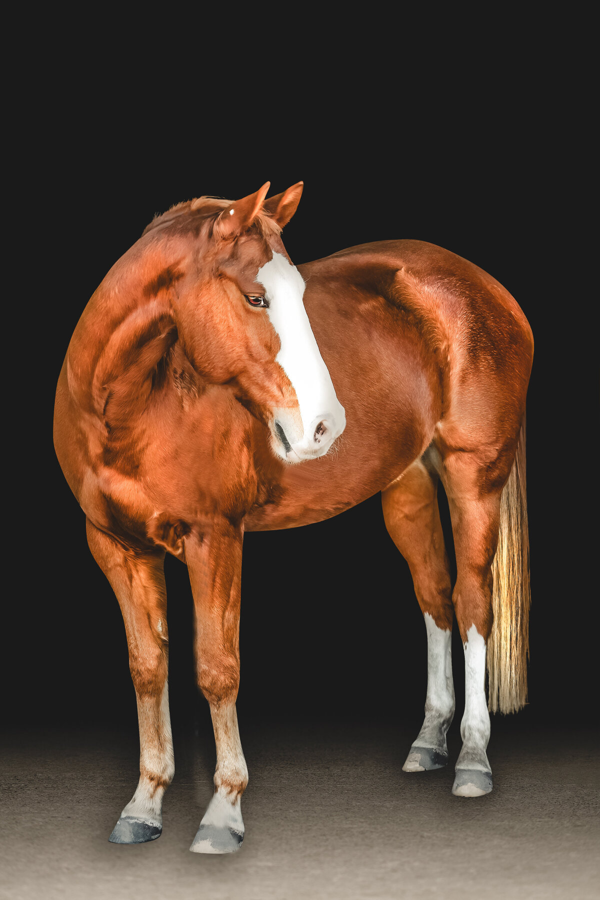 Wish | Black Background Horse Photography  | JGP Equine