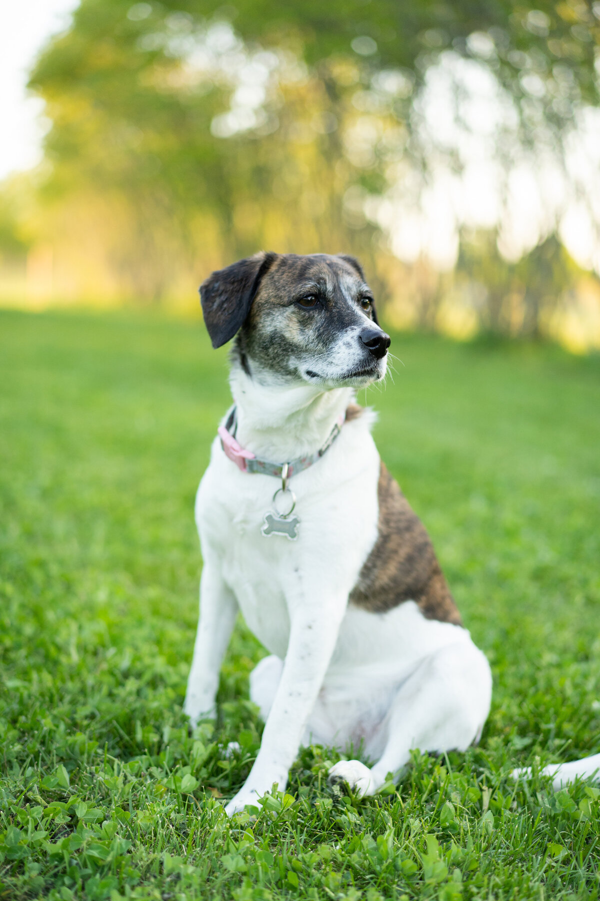 A brindle and white Border Collie and Boston Terrier mix, Rosie, poses at Walnut Woods Dog Park in Groveport, Ohio.