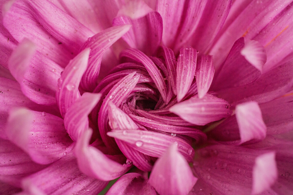 FlowerShow2022-77
