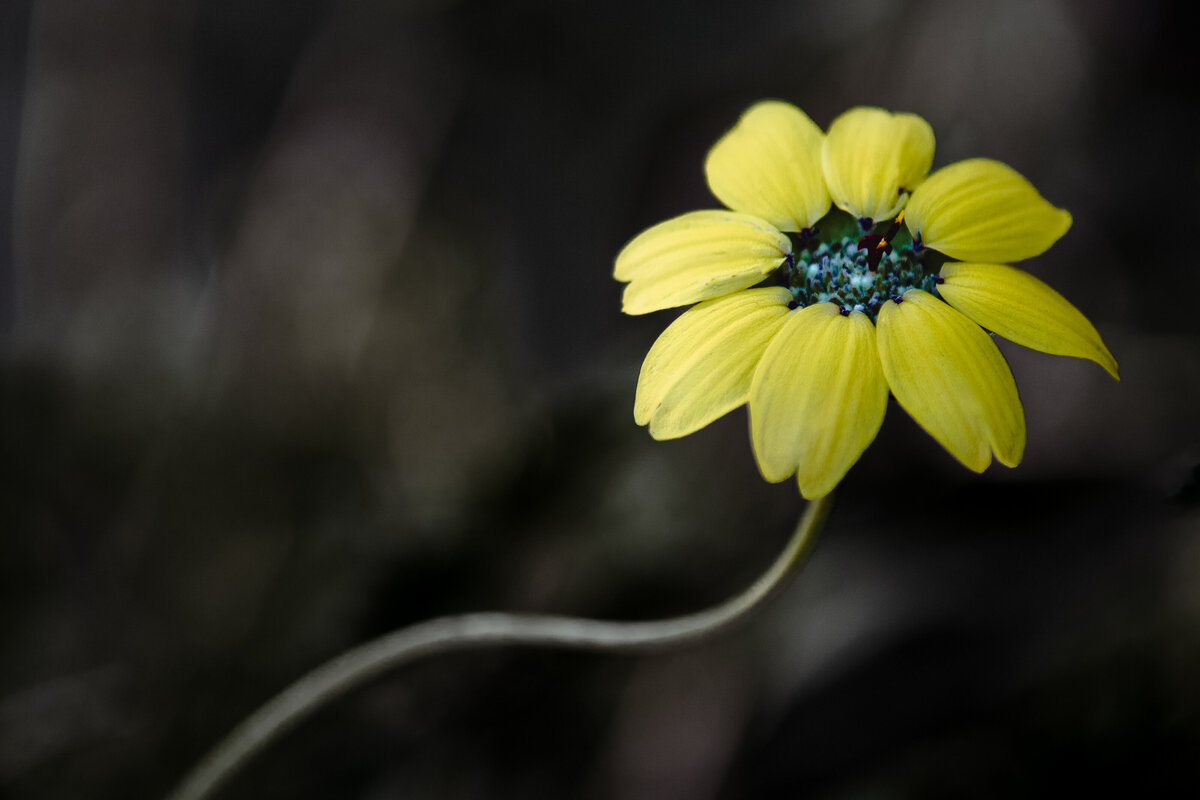 tickseed_7354