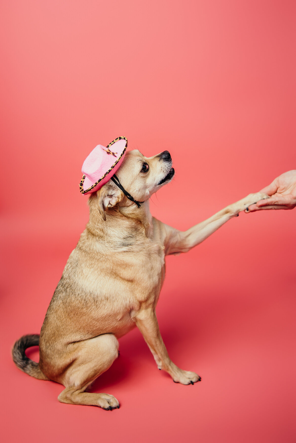 Andy-Dogs-007