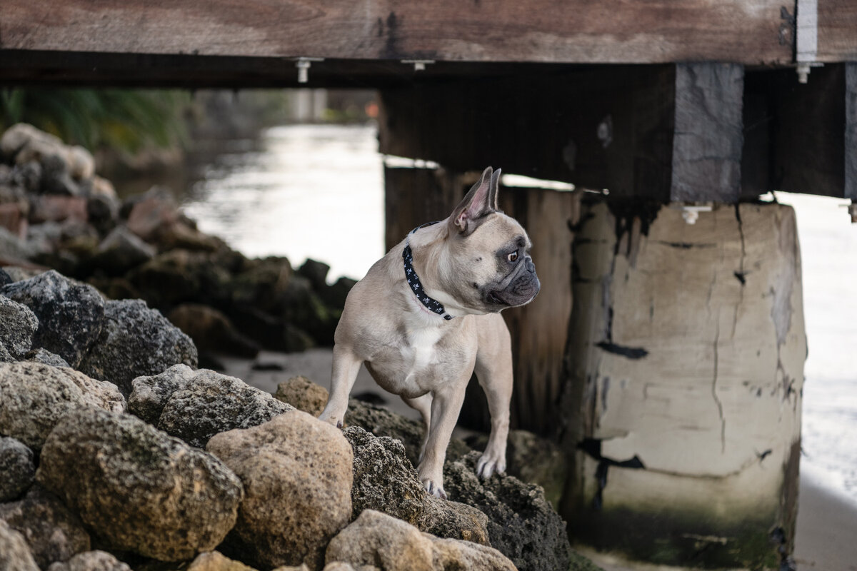 French Bulldog standing on rocks under bridge