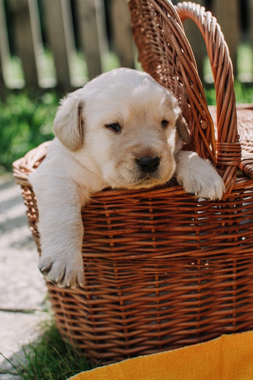 dog-4736677_1280