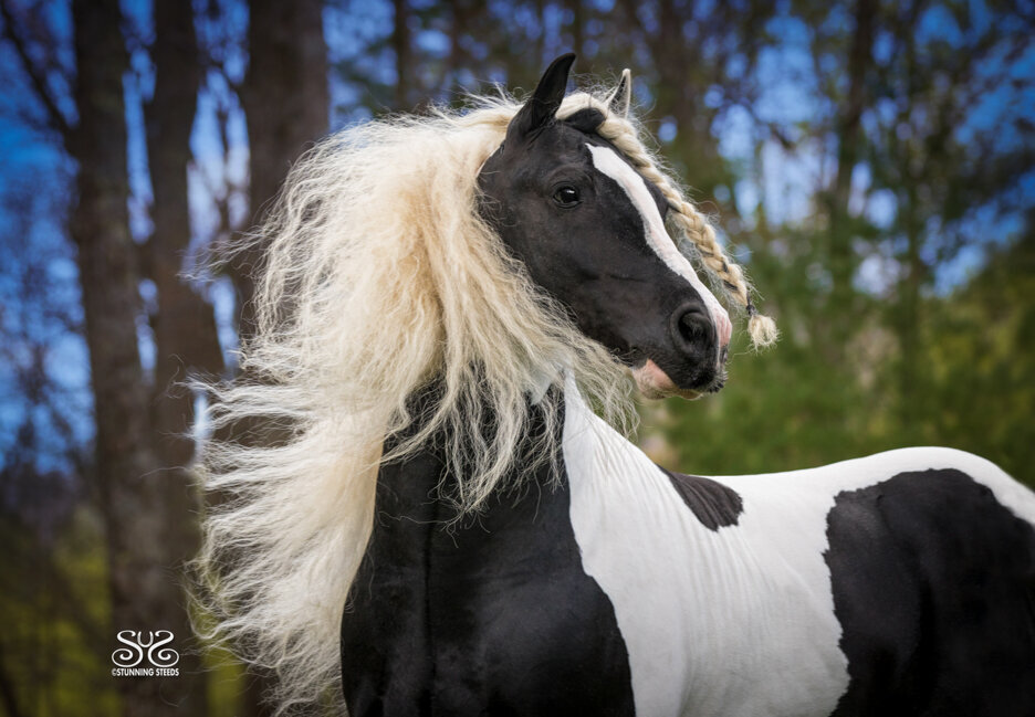 gypsy vanner pinto stallion photo by Stunning Steeds