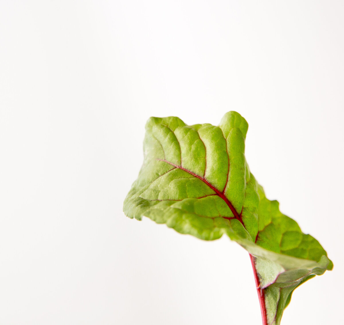 chard-0094