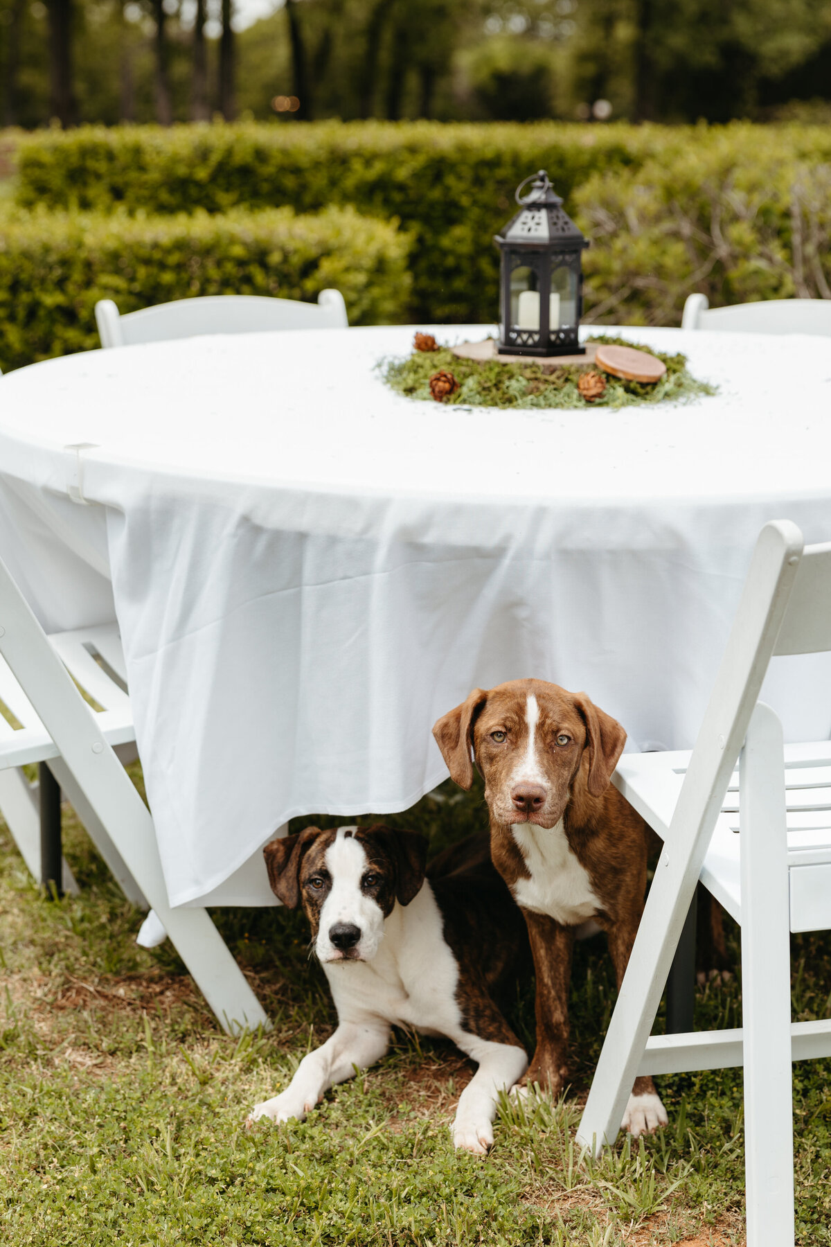 Two adorable dogs sitting under a white-covered table at a wedding reception