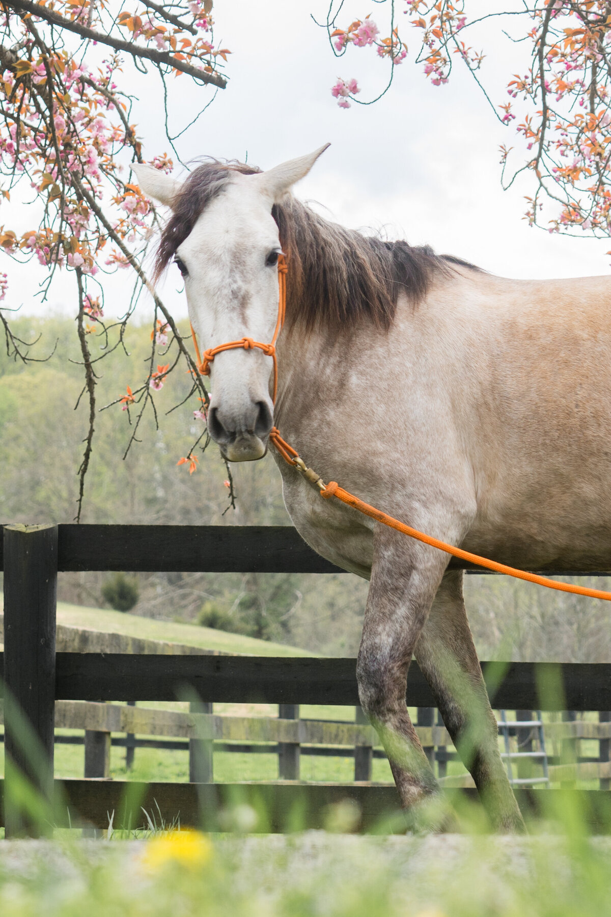 Equestrian-359
