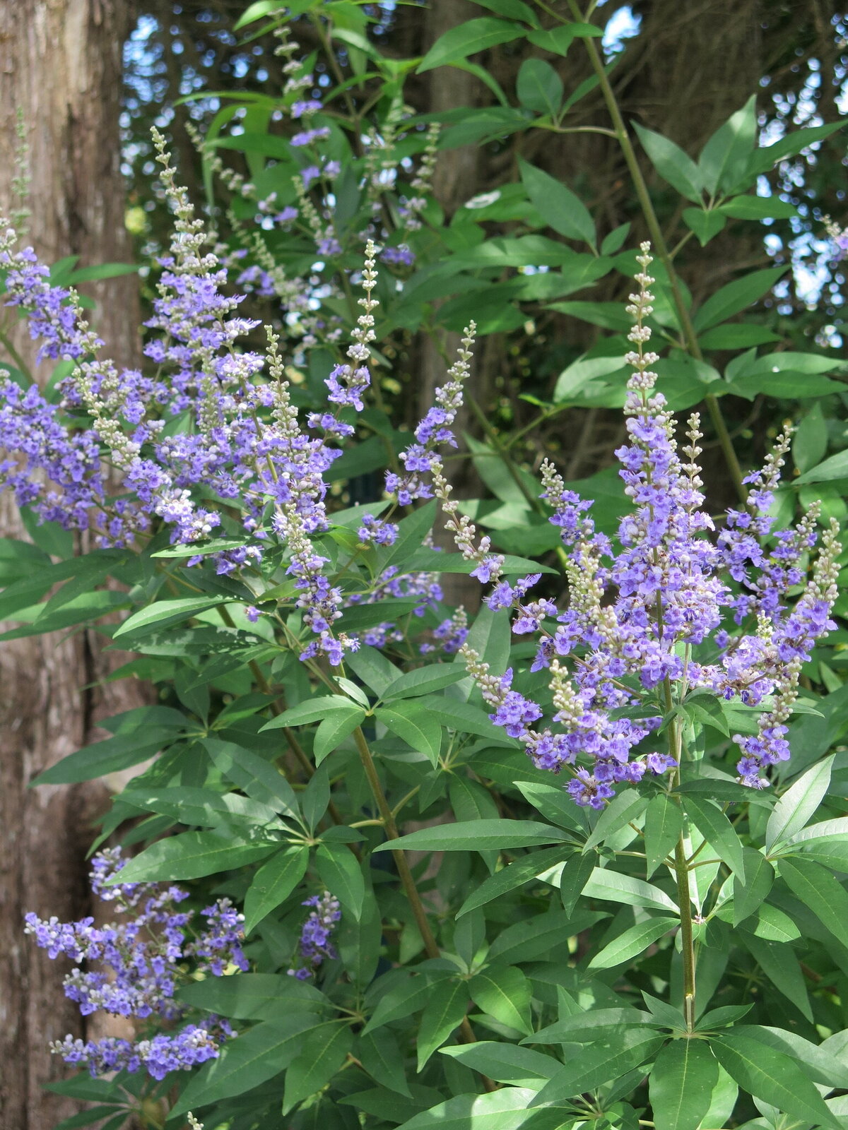 A close-up shot of delicate purple flowers blooming in a landscaped garden.