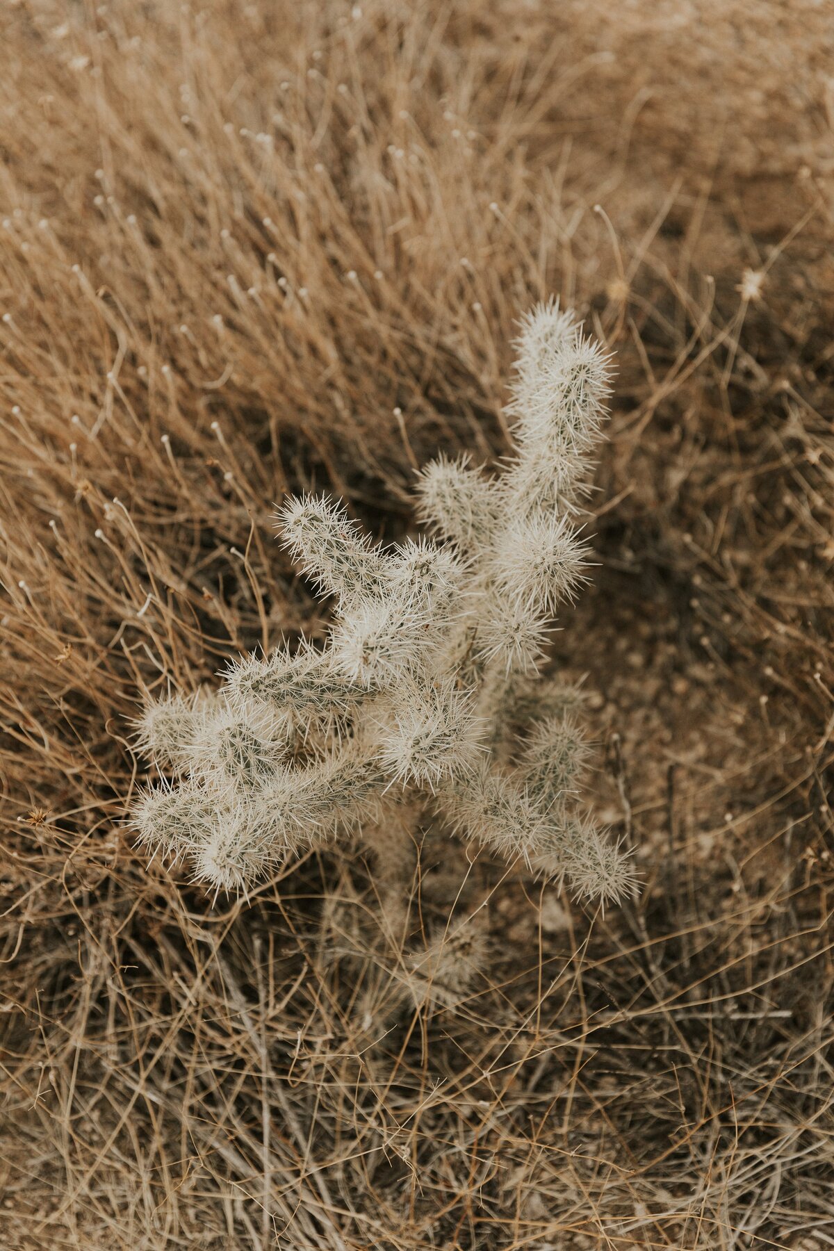 Joshua-Tree-Elopement-4