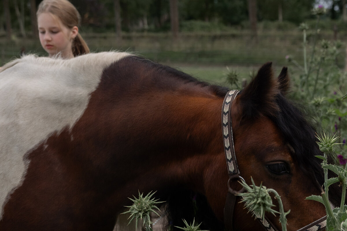 Bruin en wit gevlekt paard in de wei in Midlaren.
