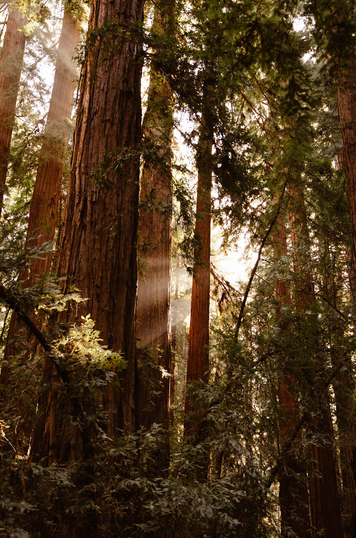 Redwoods