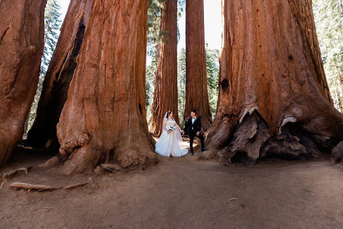 A bride and groom stand in front of large Sequoia trees in Sequoia National Park in California.