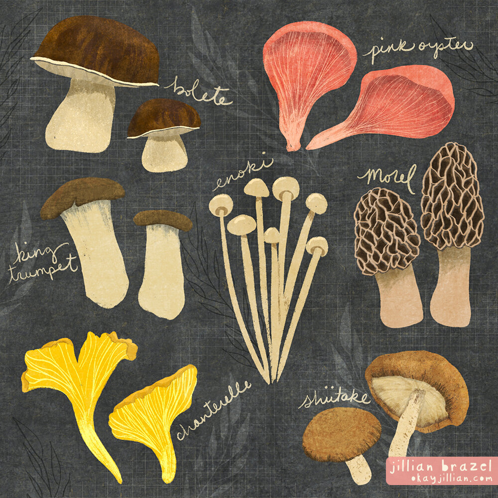 mushroom-taxonomy-illustration