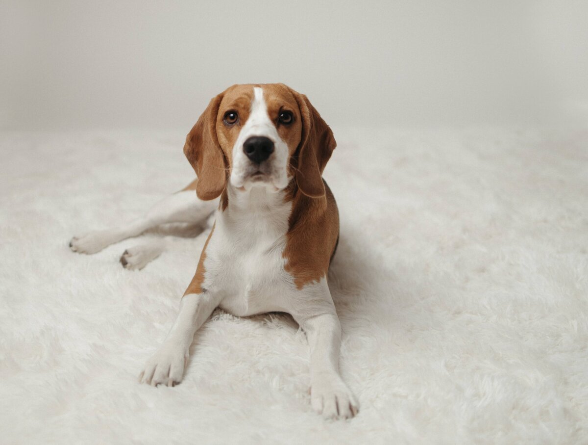 Tri colored beagle poses for photo in a photo studio on an all white background
