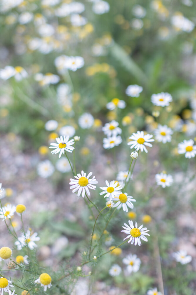 ArianaNicolePhotography-0020-5