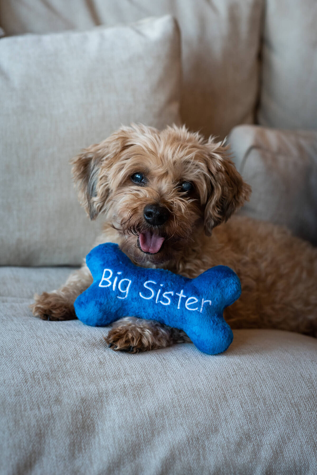 A small dog lays on a couch with a bone that says big sister