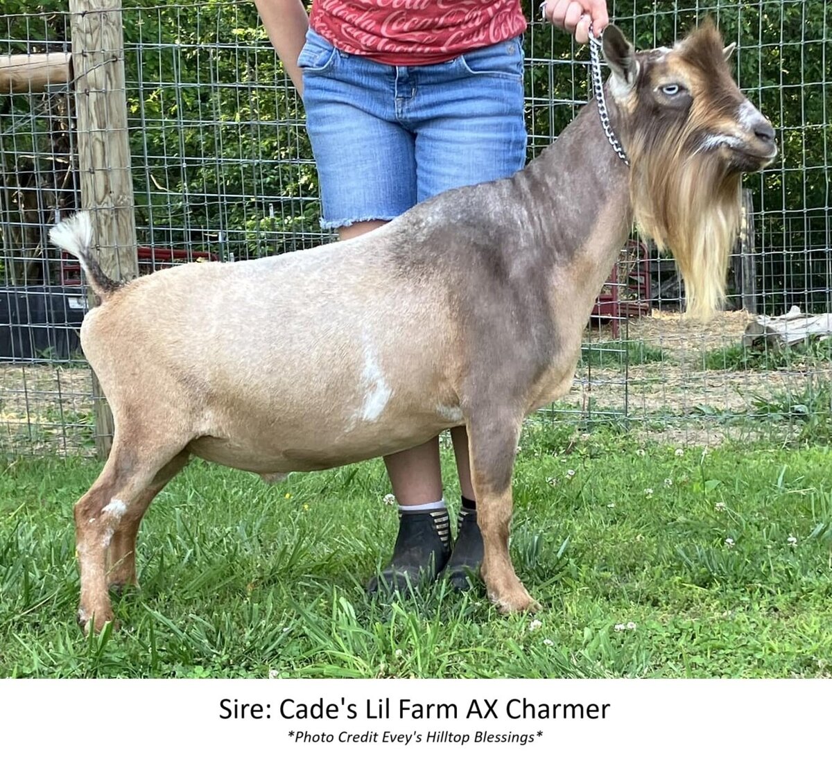 sire