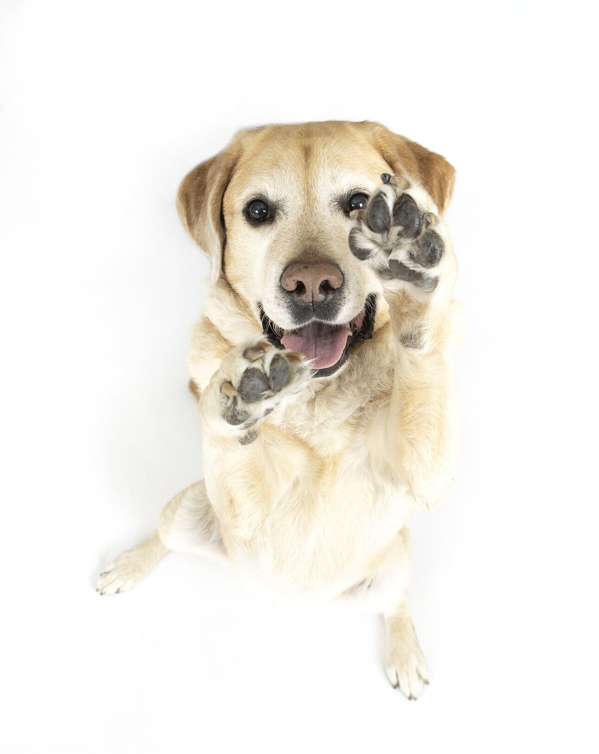 private pet photographer 11 copy