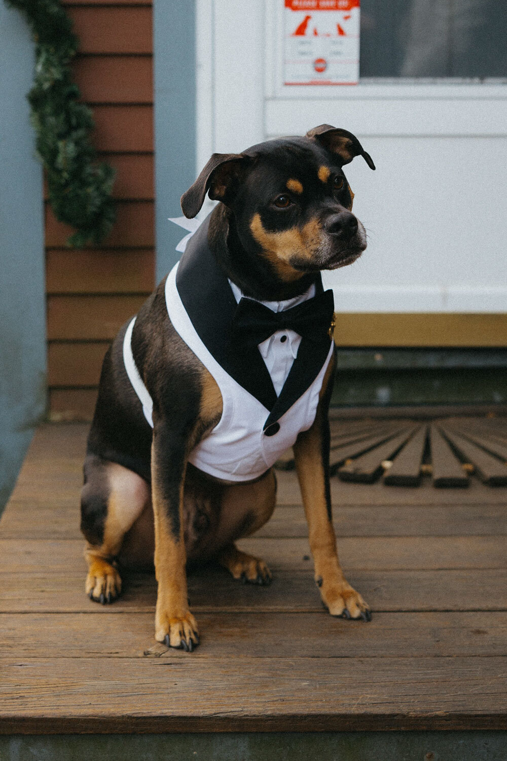Cute dog wearing a black and white shirt