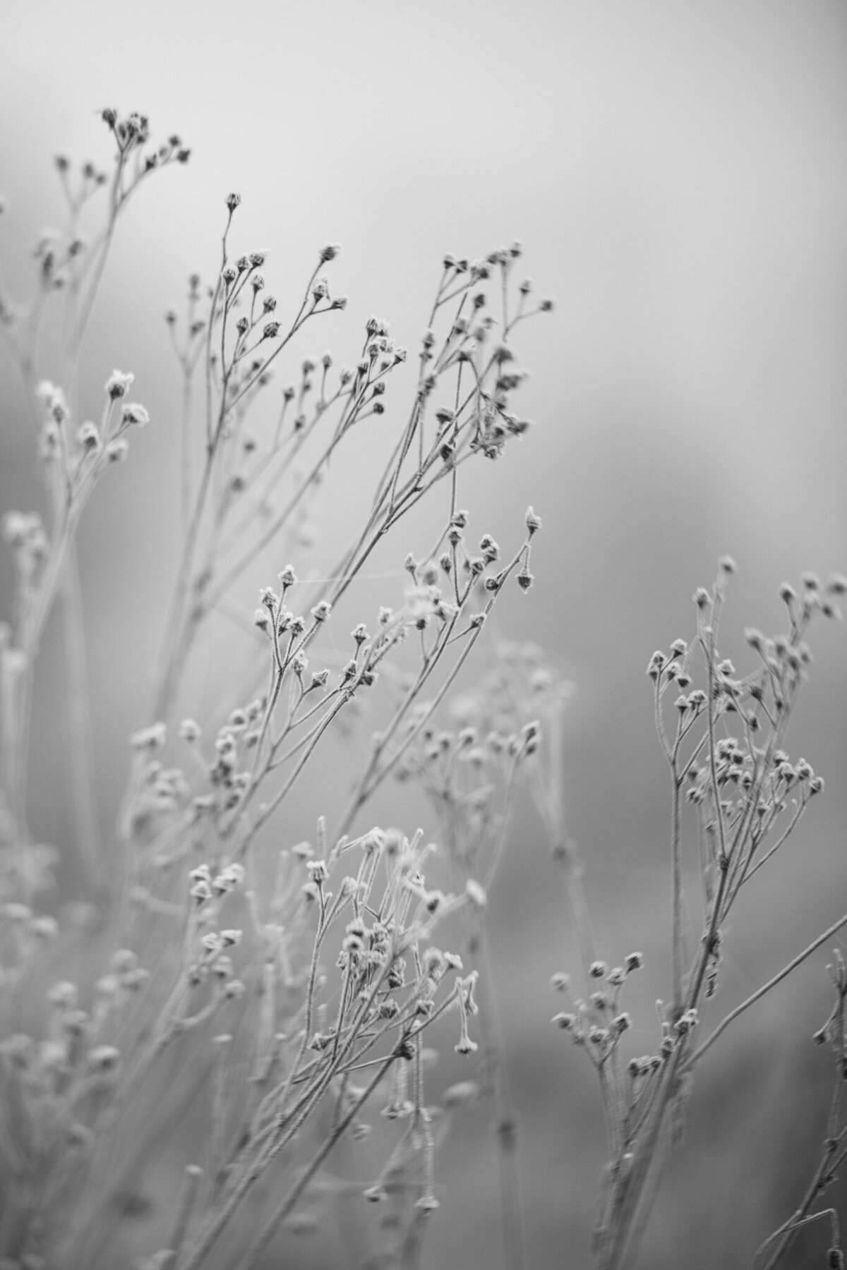 fine_art_photographer _043