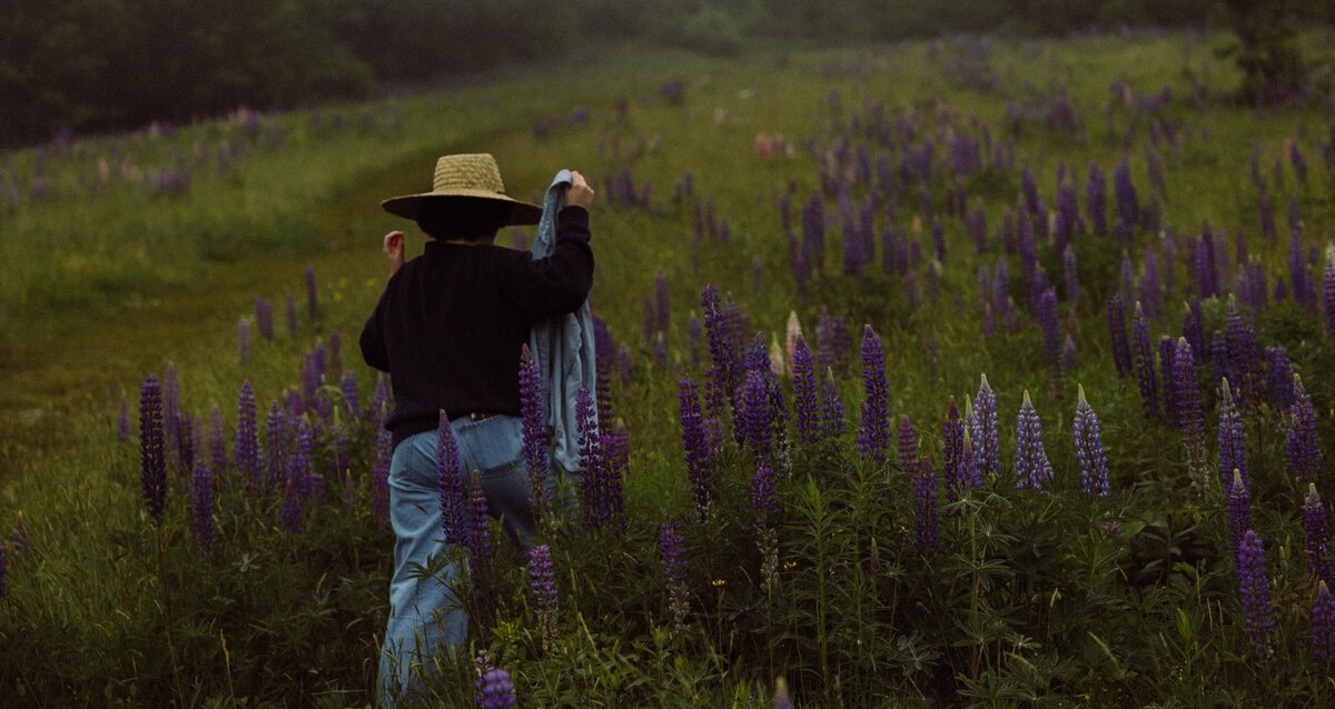Viewing Lupines in Maine