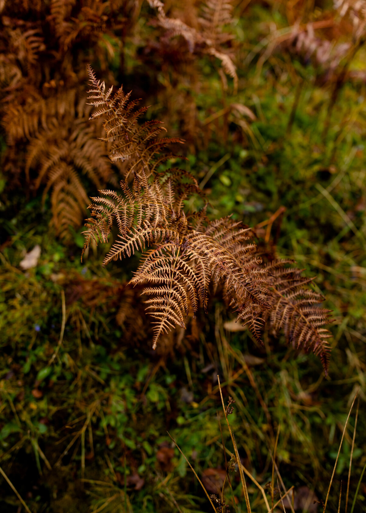 11072022_Caroline+Lee_ScotlandUK_AnjaJensenPhotography-312