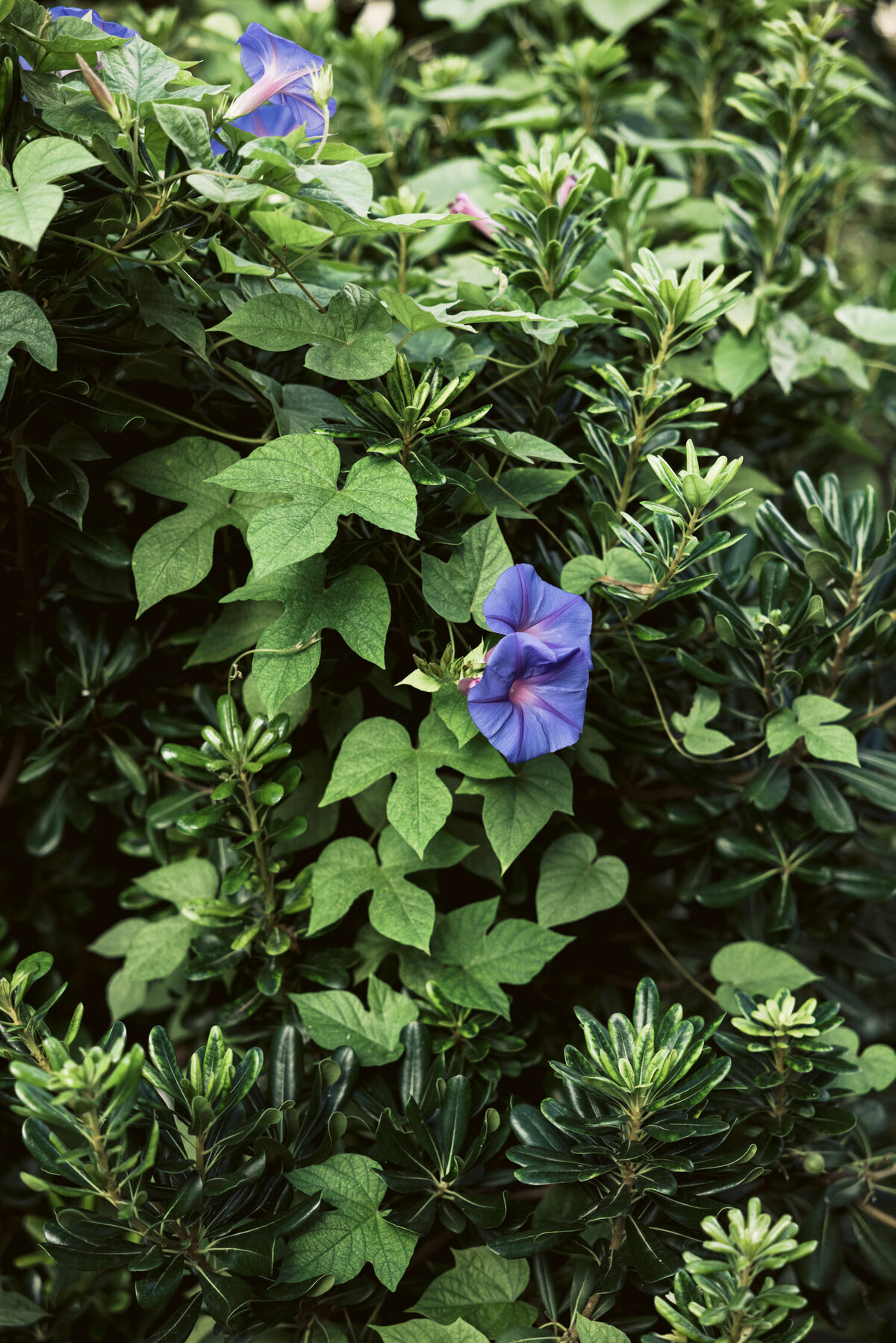 wedding photographer barcelona montjuic-4