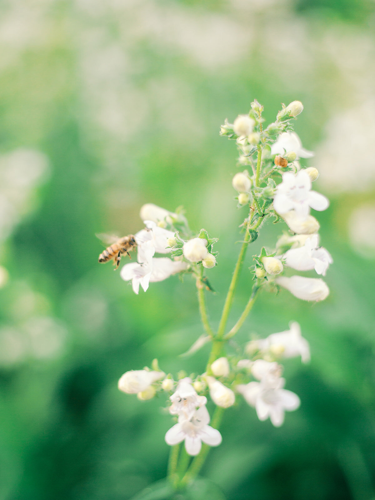 A+E_Annapolis_Luxury Engagement Session_Clear Sky Images-001