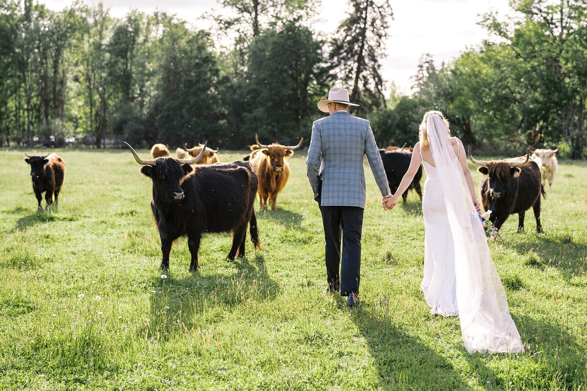 A bride and groom hold hands in a field surrounded by cows at their Veneta farm wedding.