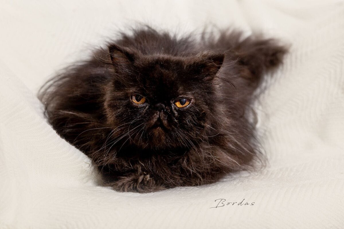 lilla-bordas-portraits-tampa-CAT-photographer1243