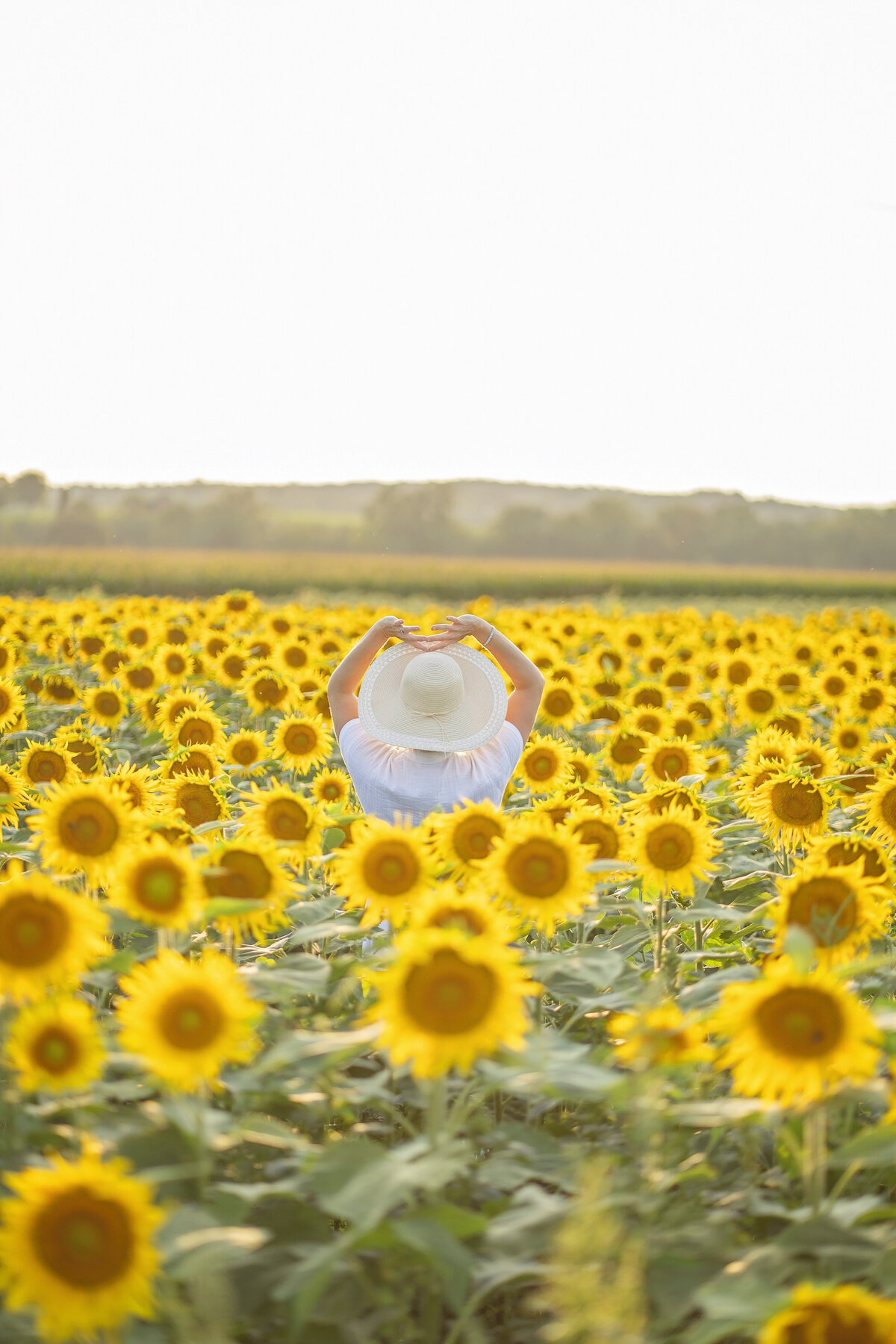 kdsunflowers199