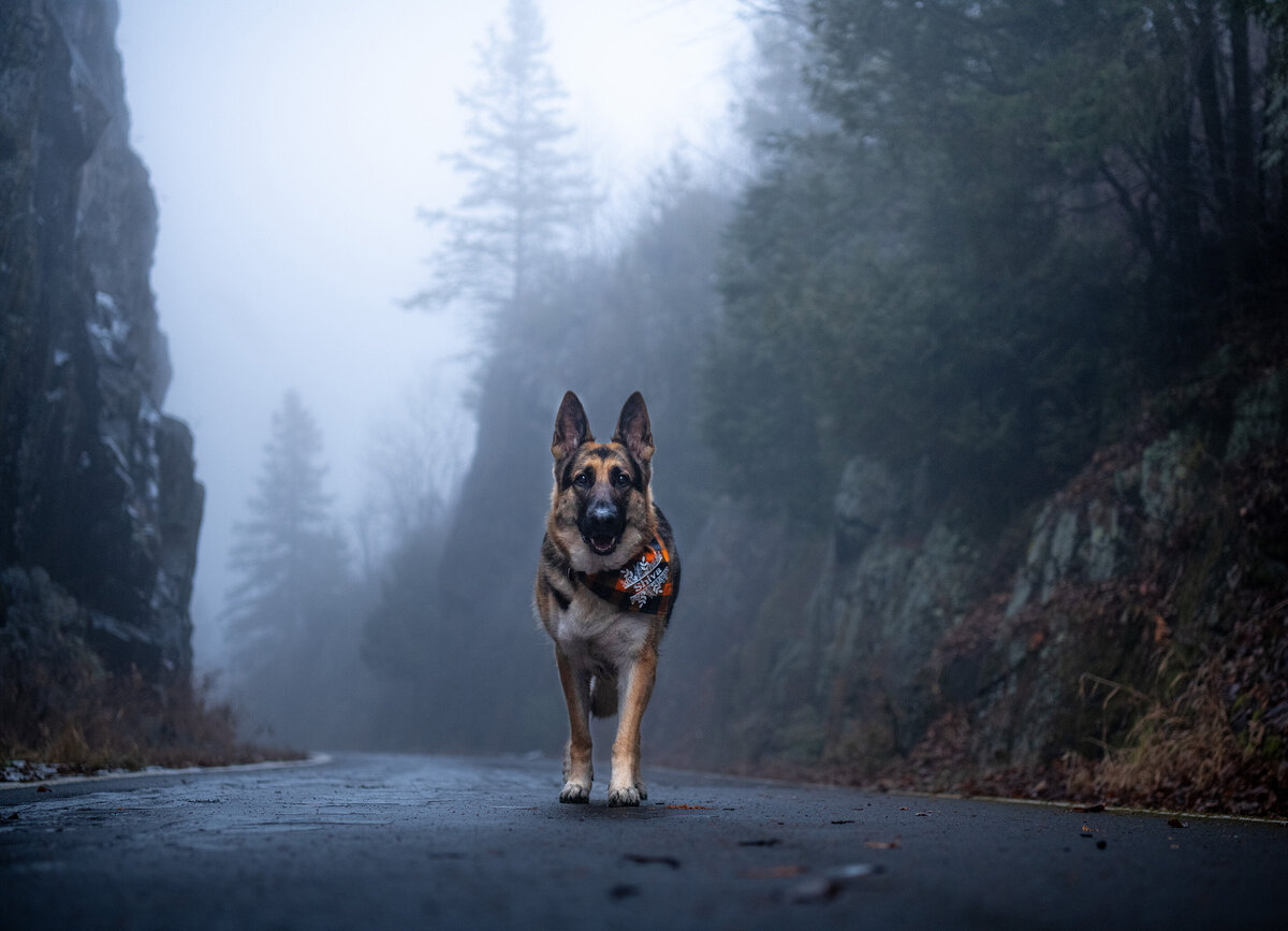 German Shepherd is walking down the Duluth Winnipeg, and Pacific (DWP) Trail on a foggy day with a customized bandana on. Photographed in Duluth, Minnesota by Paddle Paws Photography.