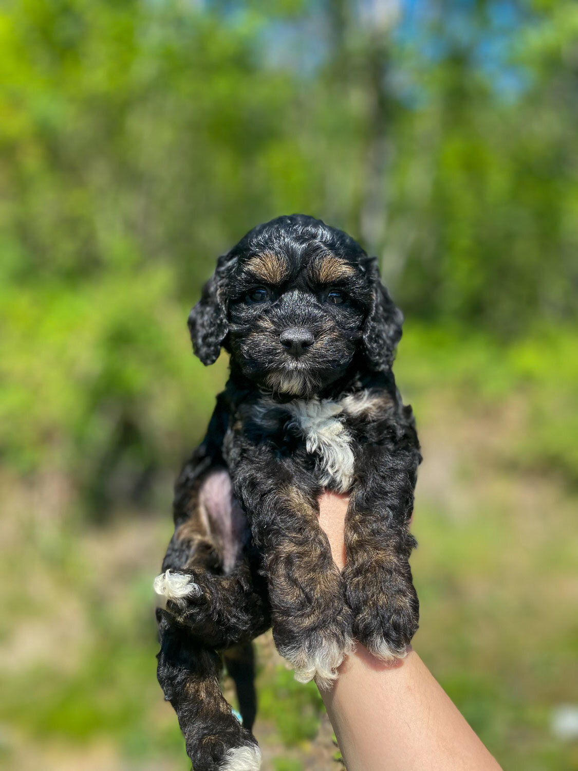 Heavenly Puppies to Love Cavapoo, Cockapoo, and Maltipoo Puppies Photo May 16 2023, 3 25 59 PM34