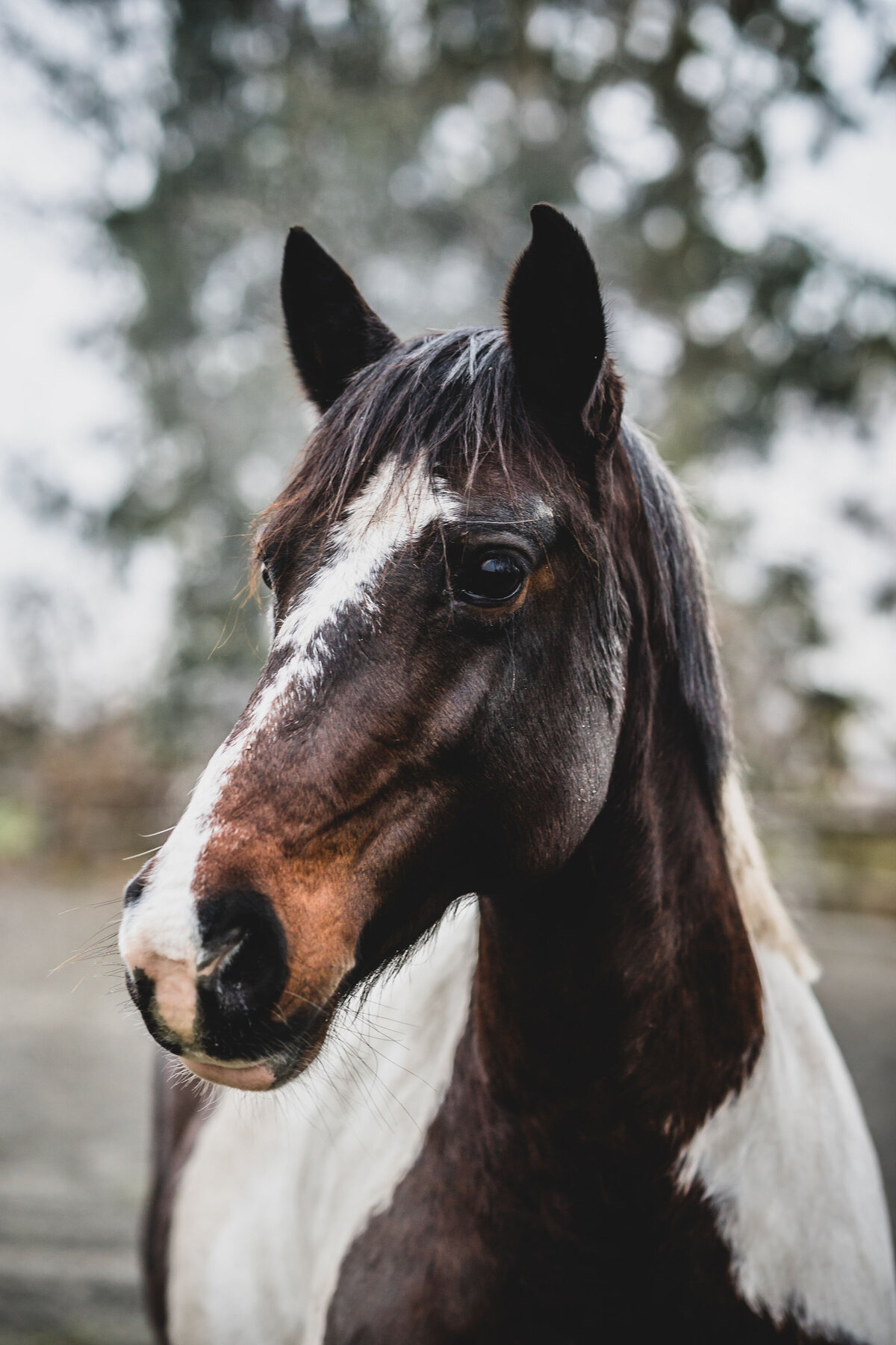 Schweiz-Tier-Fotograf-Pet-Photographer-12-Musto-Studios